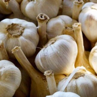 AGLIONE DELLA VALDICHIANA